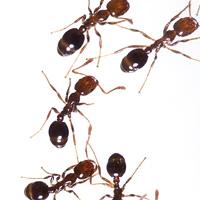 Pest prevention ants