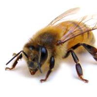 Pest prevention  - Bees and wasps