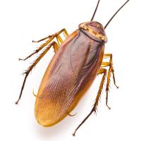 Pest prevention Cockroaches