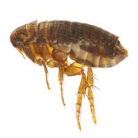 Pest prevention fleas