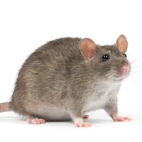Pest prevention  - Rodents