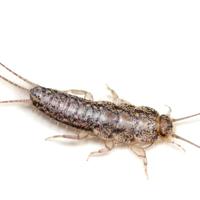 Pest prevention - Silverfish