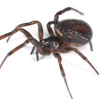 Pest prevetion spiders